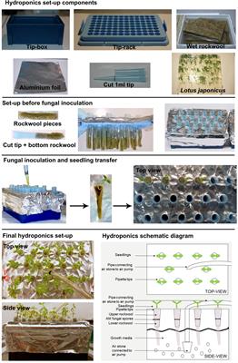 A Flexible, Low-Cost Hydroponic Co-Cultivation System for Studying Arbuscular Mycorrhiza Symbiosis